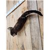 Image 6 : Swimming Otter Full Body Taxidermy Mount