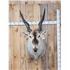 Image 1 : BIG African Eland Shoulder Mount Taxidermy