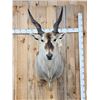 Image 2 : BIG African Eland Shoulder Mount Taxidermy