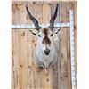 Image 3 : BIG African Eland Shoulder Mount Taxidermy