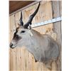 Image 4 : BIG African Eland Shoulder Mount Taxidermy