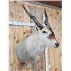 Image 5 : BIG African Eland Shoulder Mount Taxidermy