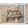 Image 1 : Mountain Lion Cougar Full Body Taxidermy Mount