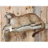 Image 2 : Mountain Lion Cougar Full Body Taxidermy Mount