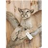 Image 3 : Mountain Lion Cougar Full Body Taxidermy Mount