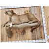 Image 5 : Mountain Lion Cougar Full Body Taxidermy Mount