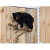 Image 2 : Vintage Black Bear Cub Full Body Taxidermy Mount