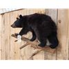 Image 4 : Vintage Black Bear Cub Full Body Taxidermy Mount
