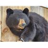 Image 5 : Vintage Black Bear Cub Full Body Taxidermy Mount