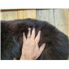Image 6 : Vintage Black Bear Cub Full Body Taxidermy Mount