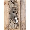 Image 2 : Grey Squirrel Climbing A Tree Taxidermy