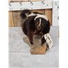 Image 2 : Skunk Full Body Taxidermy Mount