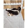 Image 3 : Skunk Full Body Taxidermy Mount