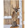 Image 1 : African Klipspringer Table Top Pedestal Taxidermy Mount