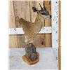 Image 2 : African Klipspringer Table Top Pedestal Taxidermy Mount