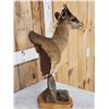 Image 3 : African Klipspringer Table Top Pedestal Taxidermy Mount