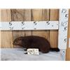 Image 1 : Juvenile Groundhog Full Body Taxidermy Mount