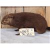 Image 2 : Juvenile Groundhog Full Body Taxidermy Mount