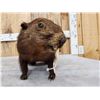 Image 4 : Juvenile Groundhog Full Body Taxidermy Mount