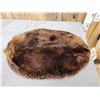 Image 2 : Soft Tanned Beaver Skin Taxidermy