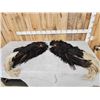 Image 1 : Pair Of Tanned Ostrich Wings Taxidermy