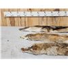Image 2 : 3 Coyote Soft Tanned Furs Taxidermy