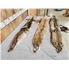 Image 4 : 3 Coyote Soft Tanned Furs Taxidermy