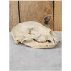 Image 3 : Black Bear Skull Taxidermy