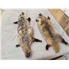 Image 2 : 2 Soft Tanned Badger Furs Taxidermy