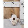 Image 2 : Black Bear Skull Taxidermy