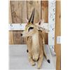 Image 4 : African Oribi Duiker Full Body Taxidermy Mount
