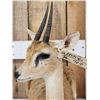 Image 6 : African Oribi Duiker Full Body Taxidermy Mount