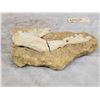 Image 5 : Fossilized Dinosaur Bone