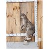 Image 1 : Bobcat Full Body Taxidermy Mount
