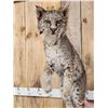 Image 3 : Bobcat Full Body Taxidermy Mount
