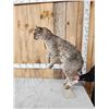 Image 4 : Bobcat Full Body Taxidermy Mount
