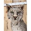 Image 7 : Bobcat Full Body Taxidermy Mount