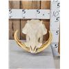 Image 1 : Big African Warthog Skull Taxidermy