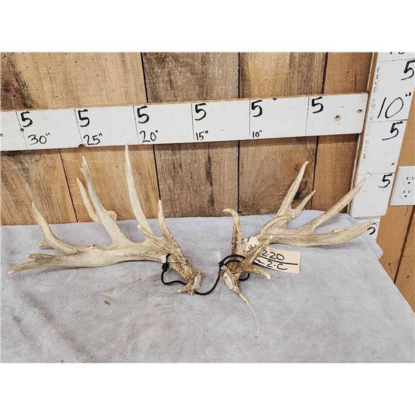 170 Class Whitetail Shed Antlers
