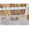 Image 1 : 170 Class Whitetail Shed Antlers