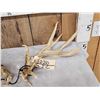 Image 2 : 170 Class Whitetail Shed Antlers
