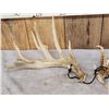 Image 3 : 170 Class Whitetail Shed Antlers