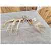 Image 4 : 170 Class Whitetail Shed Antlers