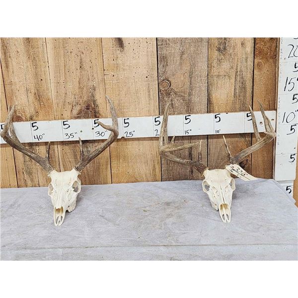 2 Sets Of Whitetail Antlers On Skulls
