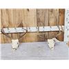 Image 1 : 2 Sets Of Whitetail Antlers On Skulls