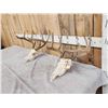 Image 2 : 2 Sets Of Whitetail Antlers On Skulls