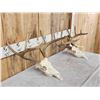 Image 3 : 2 Sets Of Whitetail Antlers On Skulls