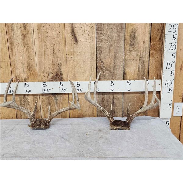 2 Sets Of Whitetail Antlers On Skull Plate