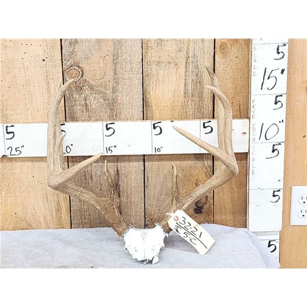 150 Class Whitetail Antlers On Skull Plate