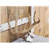 Image 3 : 150 Class Whitetail Antlers On Skull Plate